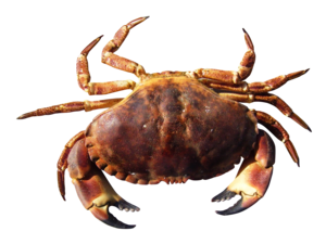 Crab PNG HD Clip art