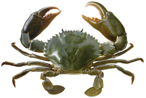Crab Transparent Background PNG Clip art