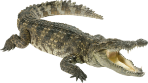 Crocodile PNG Image PNG Clip art