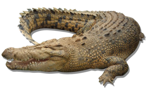 Crocodile PNG Photo PNG Clip art