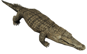 Crocodile PNG Pic PNG Clip art