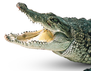 Crocodile PNG Picture PNG Clip art