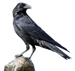 Crow Background PNG PNG Clip art