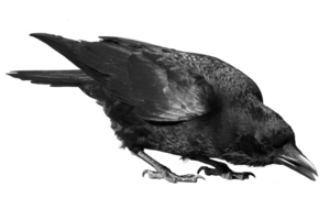 Crow PNG File PNG Clip art