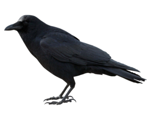 Crow PNG HD PNG Clip art