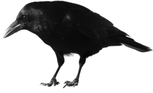 Crow PNG Transparent HD Photo PNG Clip art