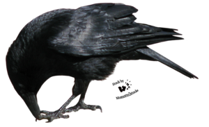 Crow PNG Transparent Picture PNG Clip art