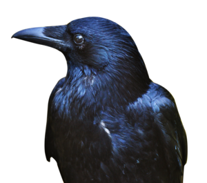 Crow Transparent Images PNG PNG Clip art
