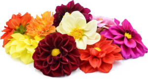 Dahlia PNG File PNG images