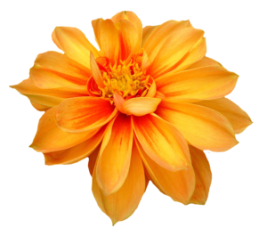 Dahlia PNG Free Download PNG images