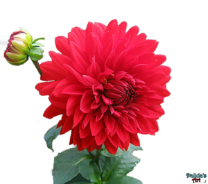 Dahlia PNG HD PNG images