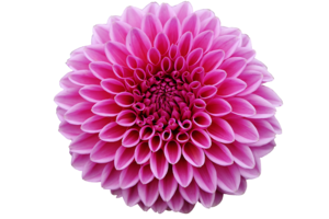 Dahlia PNG Pic PNG images