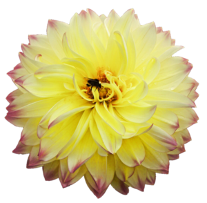 Dahlia PNG Picture PNG images