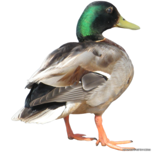 Duck PNG File PNG Clip art