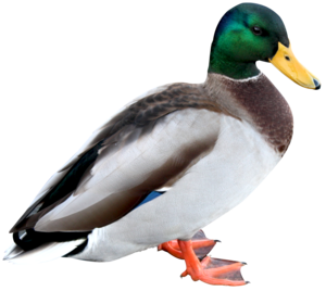Duck PNG Picture PNG Clip art