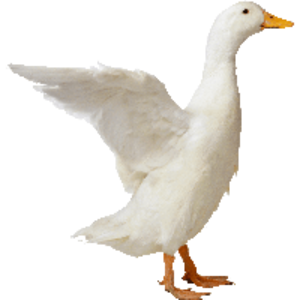 duck PNG Clip art
