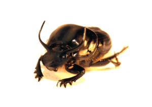 Dung Beetle PNG Clipart PNG image