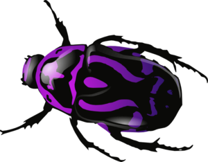 Dung Beetle PNG Image PNG Clip art