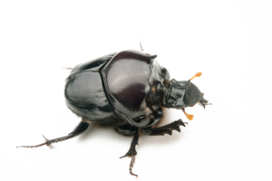 Dung Beetle Transparent Background PNG Clip art