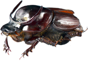 Dung Beetle Transparent PNG PNG Clip art