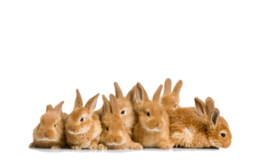 Easter Rabbit PNG File PNG Clip art