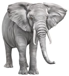 Elephant PNG Free Download PNG image