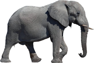 Elephant Transparent Background PNG icons