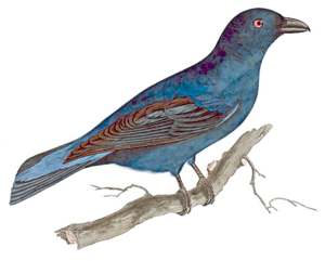 Fairy Bird PNG Image PNG image