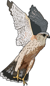 Falcon Transparent PNG PNG Clip art