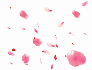 Falling Petals PNG Transparent Image PNG Clip art