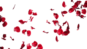 Falling Rose Petals Transparent PNG Clip art