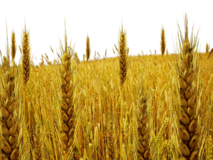 Field PNG Photo PNG Clip art