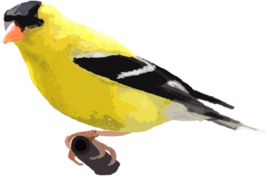 Finch PNG Picture PNG Clip art