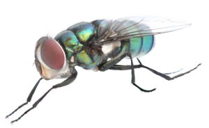 Fly PNG Background Image PNG Clip art