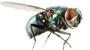 Fly PNG Clipart PNG Clip art