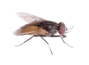 Fly PNG File PNG Clip art