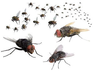 Fly PNG Free Download PNG Clip art