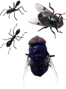 Fly PNG Image PNG Clip art