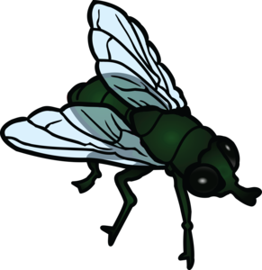 Fly PNG Photos PNG Clip art