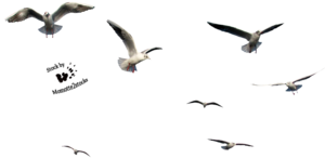 Flying Bird PNG File PNG Clip art