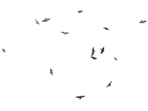 Flying Bird PNG Image Clip art