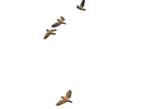 Flying Bird PNG Transparent Image PNG Clip art