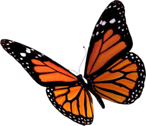 Flying Butterflies PNG Clipart PNG Clip art