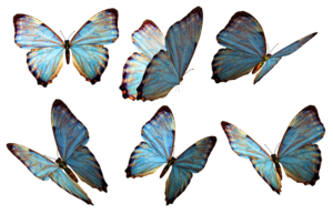Flying Butterflies PNG Image PNG Clip art