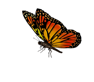 Flying Butterflies Transparent PNG PNG Clip art