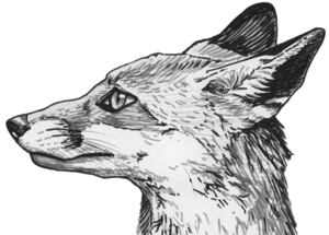 Fox Eyes PNG Clipart Clip art