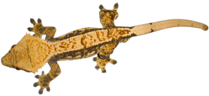 Geckos PNG Clipart PNG Clip art