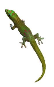 Geckos PNG File Clip art