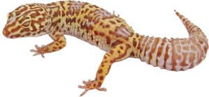 Geckos PNG Image PNG Clip art