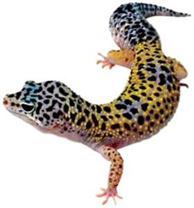 Geckos PNG Transparent HD Photo PNG Clip art